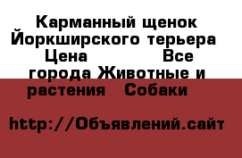 Карманный щенок Йоркширского терьера › Цена ­ 30 000 - Все города Животные и растения » Собаки   